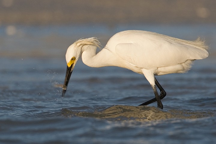 Schmuckreiher Egretta thula Snowy Egret